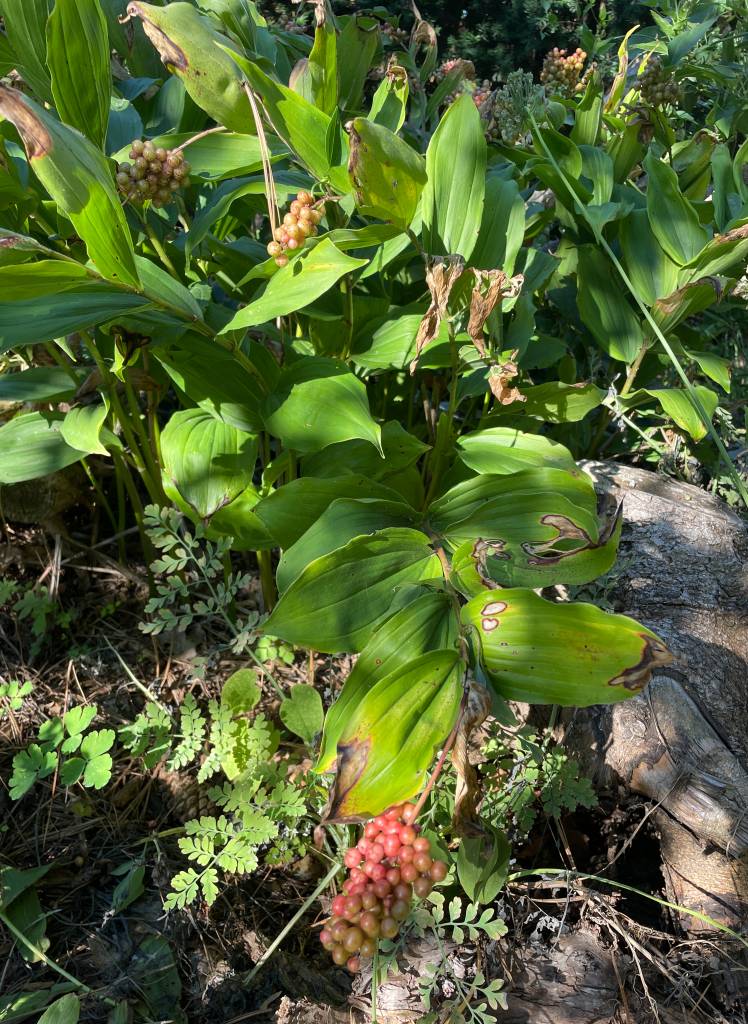 Plant name: False Solomon
